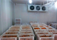 A sala de armazenamento frio da cebola/tomate personalizou o tamanho com unidade de condensação